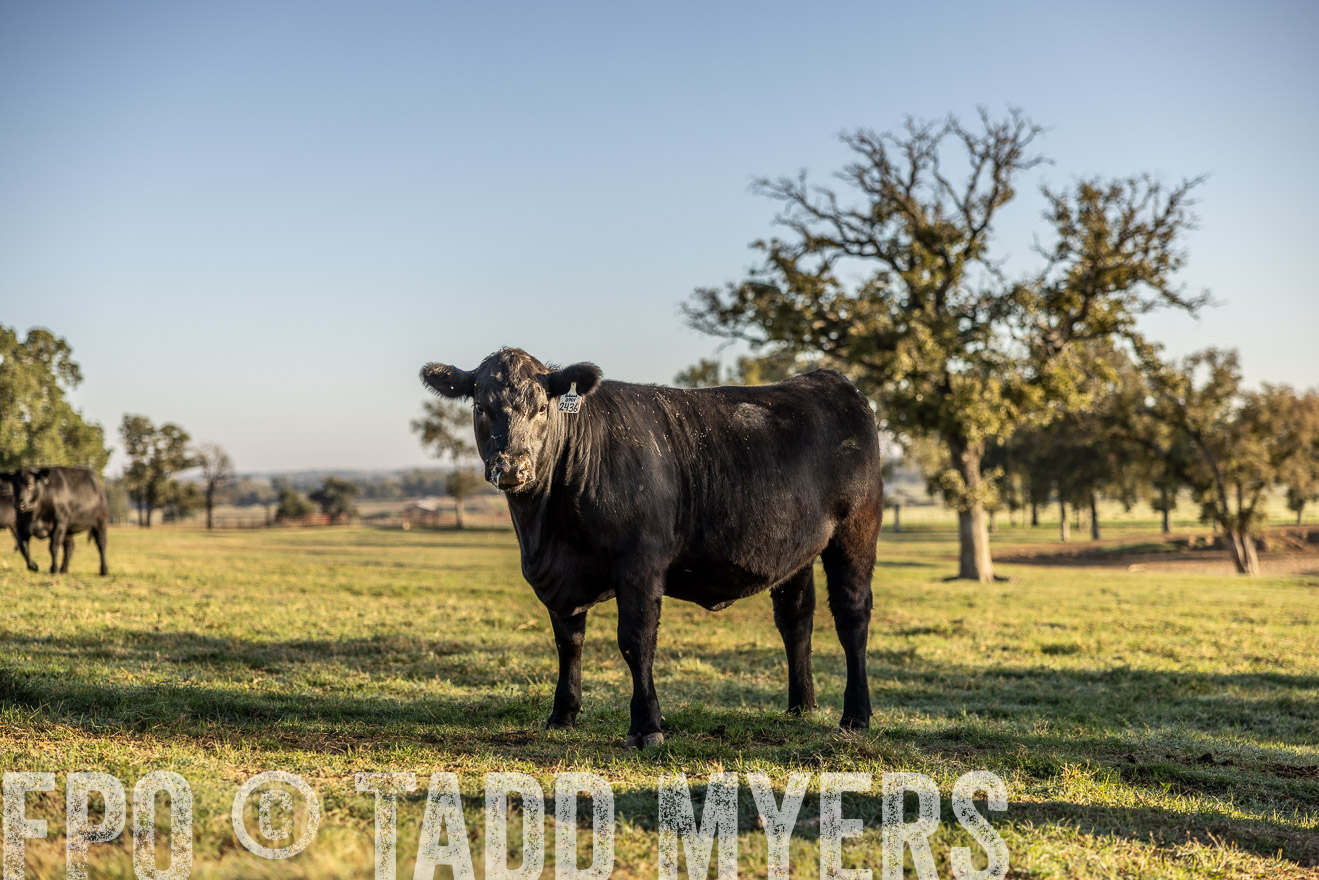 TMyers_Females_Ranchers_Cameron_Oct2023-512218