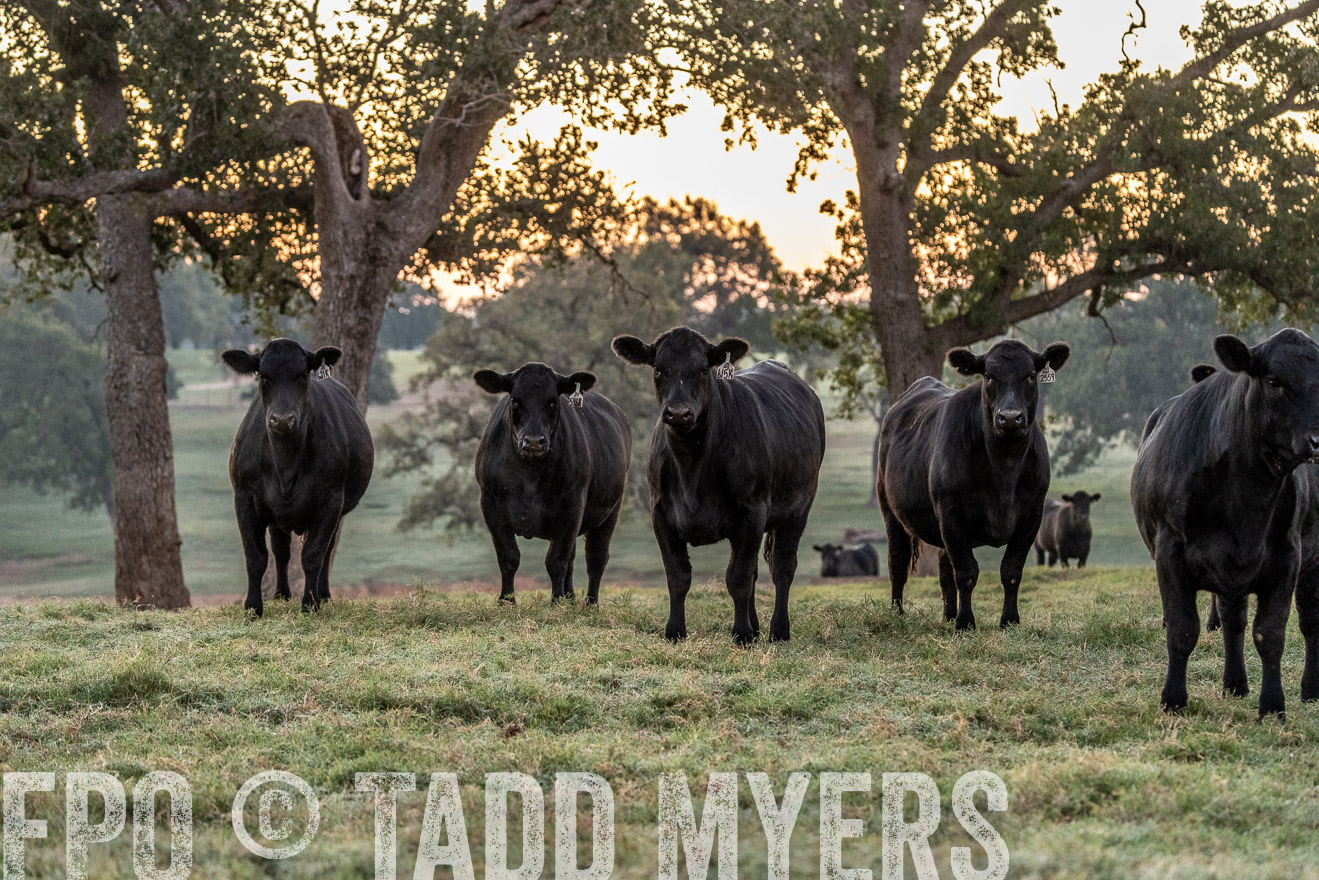 TMyers_Females_Ranchers_Cameron_Oct2023-523072