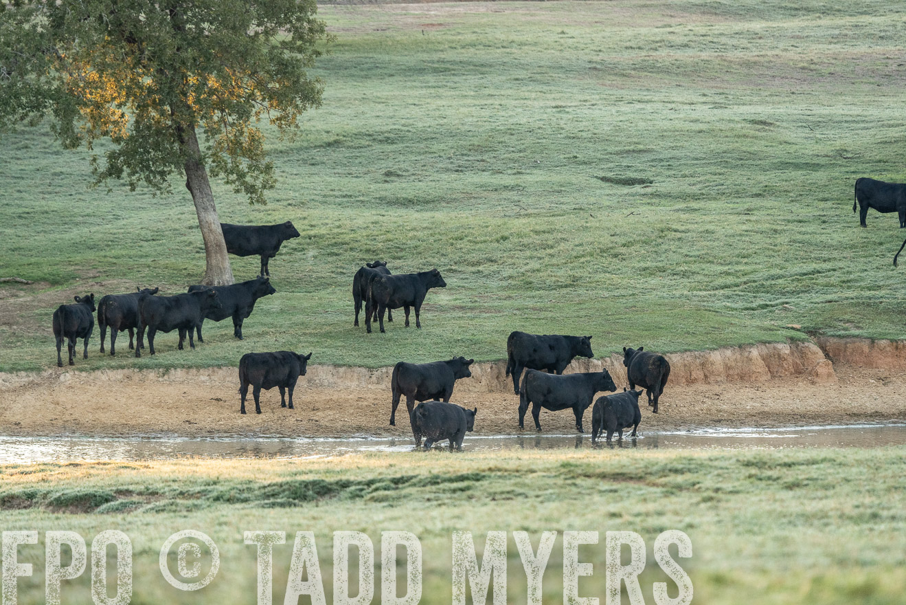 TMyers_Females_Ranchers_Cameron_Oct2023-523122