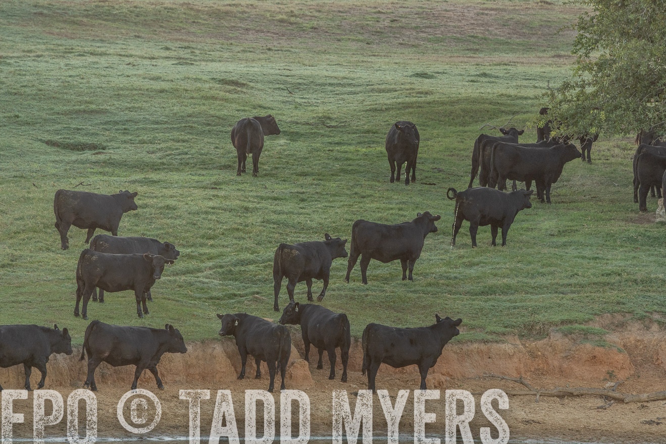 TMyers_Females_Ranchers_Cameron_Oct2023-523131
