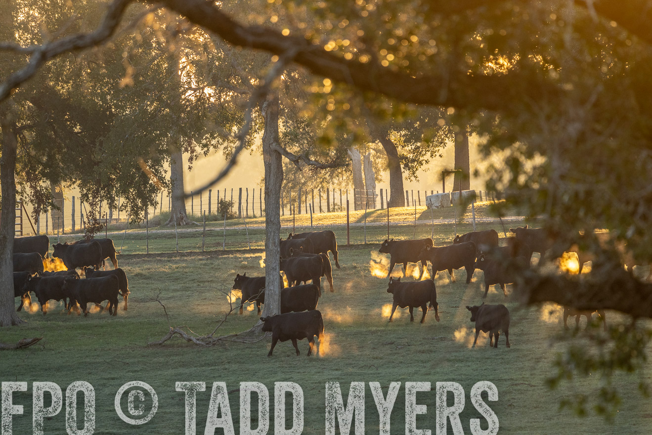 TMyers_Females_Ranchers_Cameron_Oct2023-523167
