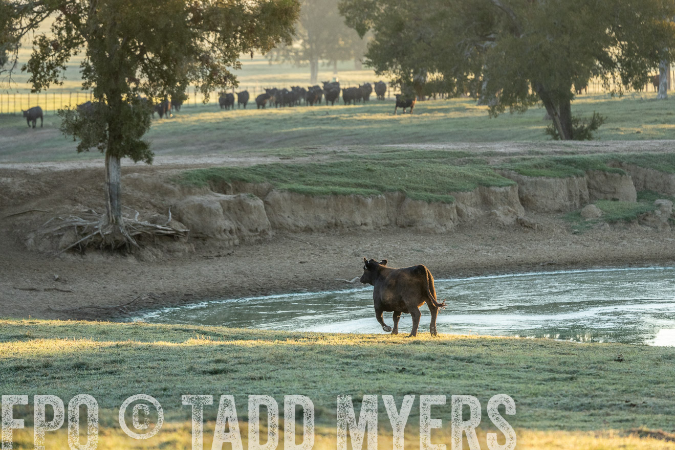 TMyers_Females_Ranchers_Cameron_Oct2023-523247