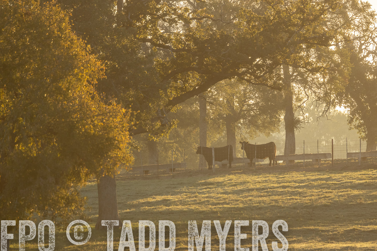 TMyers_Females_Ranchers_Cameron_Oct2023-523252