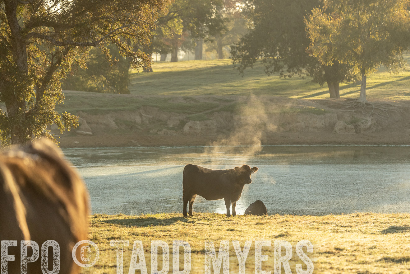 TMyers_Females_Ranchers_Cameron_Oct2023-523529