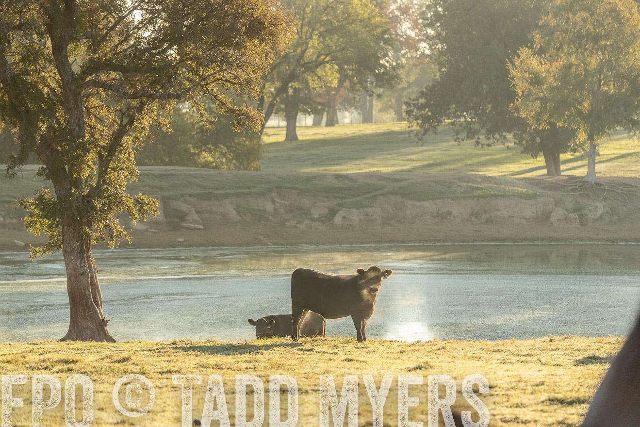 TMyers_Females_Ranchers_Cameron_Oct2023-523563
