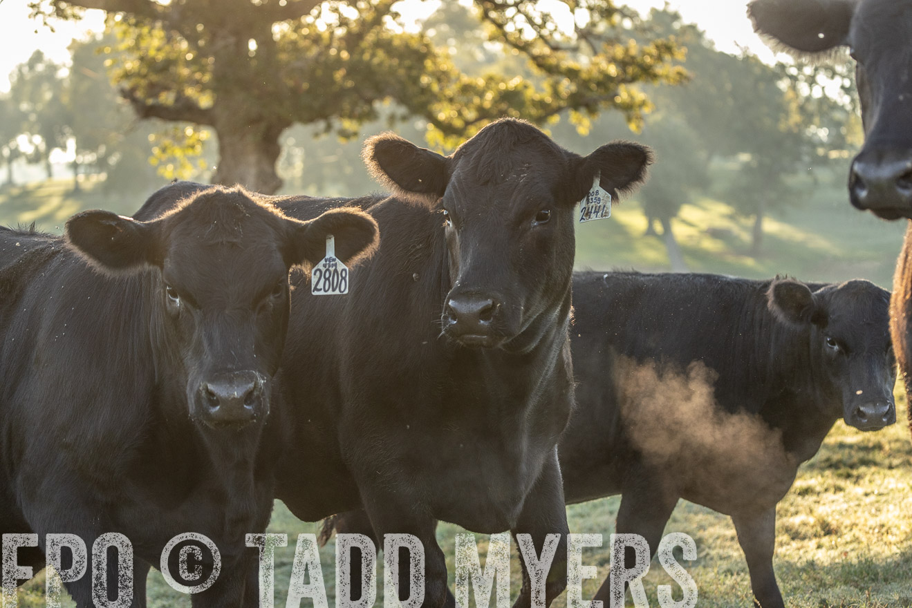 TMyers_Females_Ranchers_Cameron_Oct2023-523614