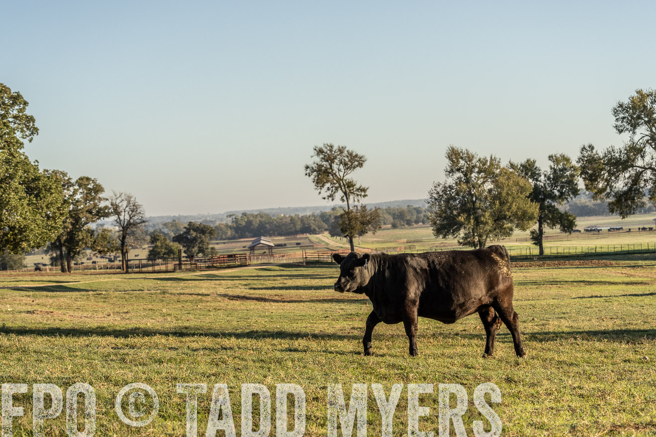 TMyers_Females_Ranchers_Cameron_Oct2023-523663