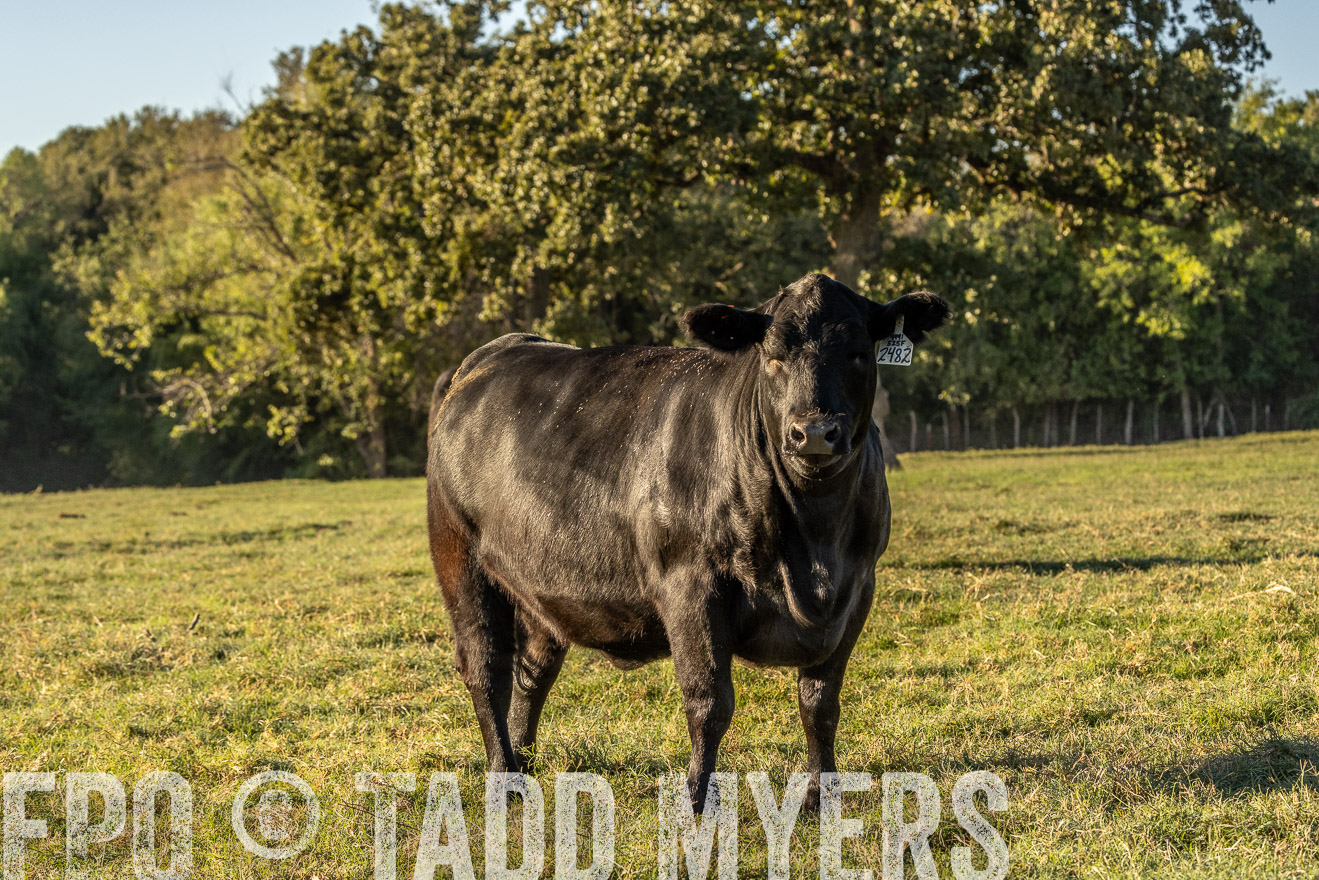 TMyers_Females_Ranchers_Cameron_Oct2023-523825