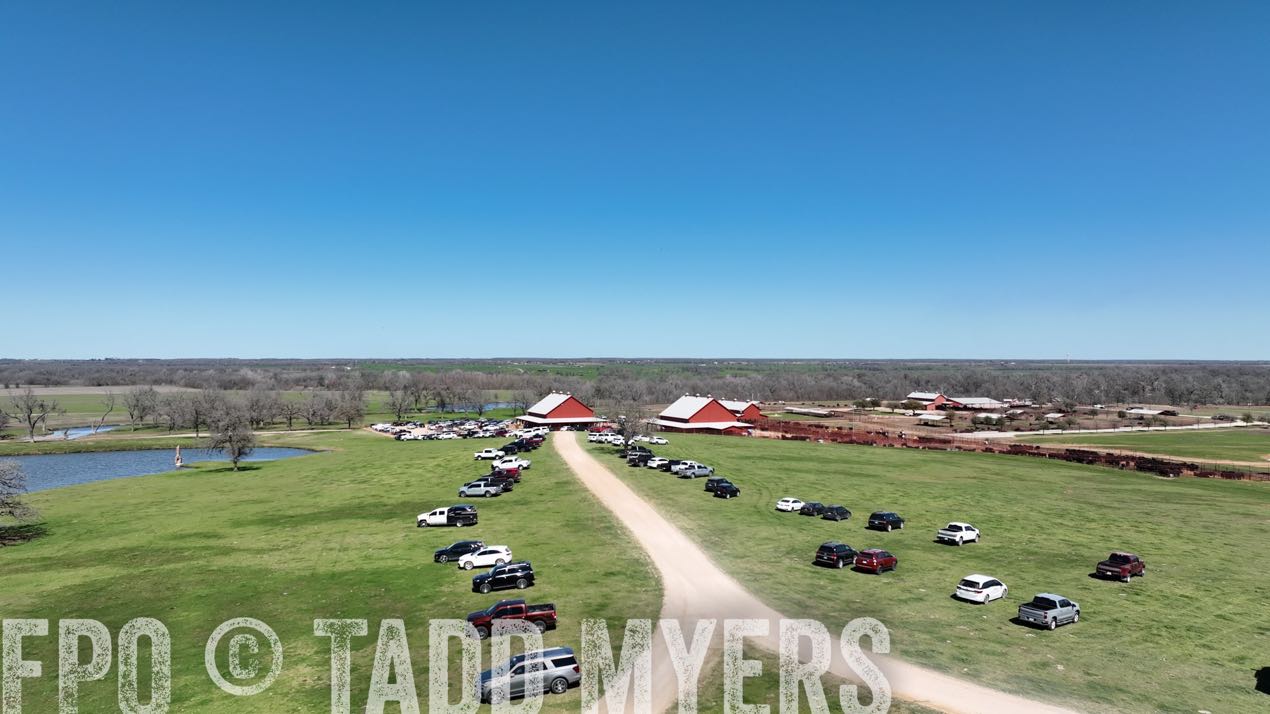 TMyers_SpringBullSale_Cameron_Feb2024-0219