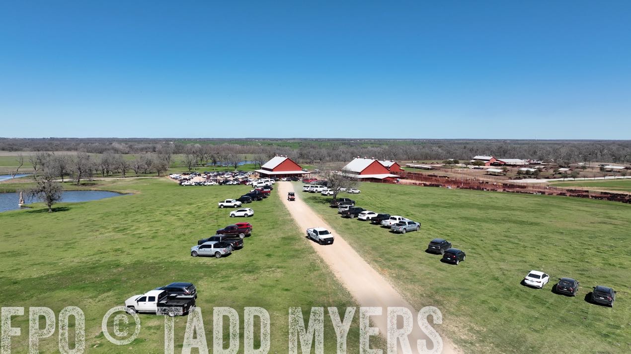 TMyers_SpringBullSale_Cameron_Feb2024-0220