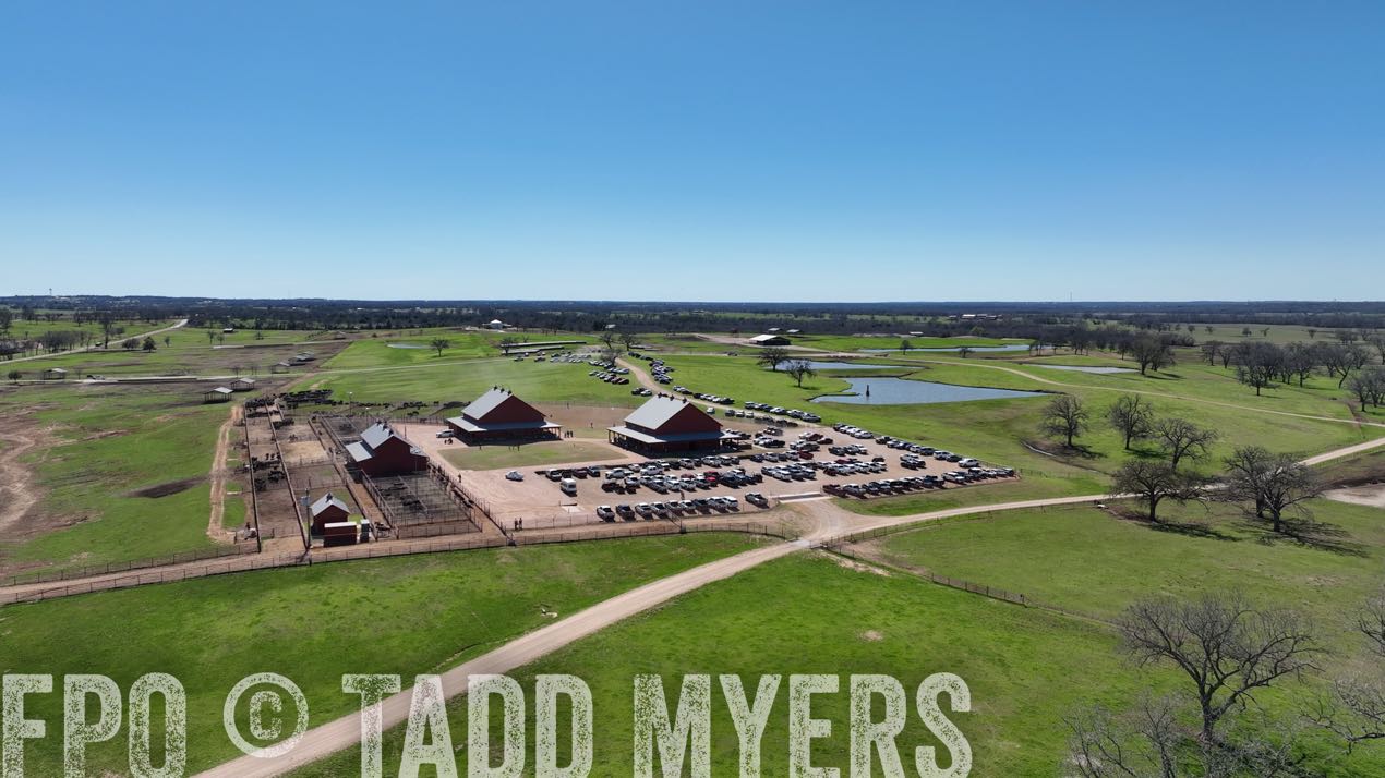 TMyers_SpringBullSale_Cameron_Feb2024-0221
