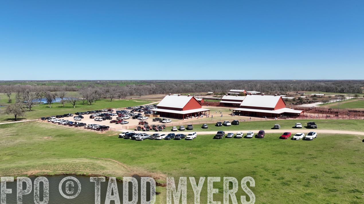 TMyers_SpringBullSale_Cameron_Feb2024-0222