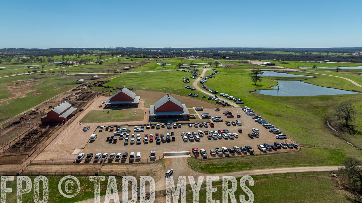 TMyers_SpringBullSale_Cameron_Feb2024-0239