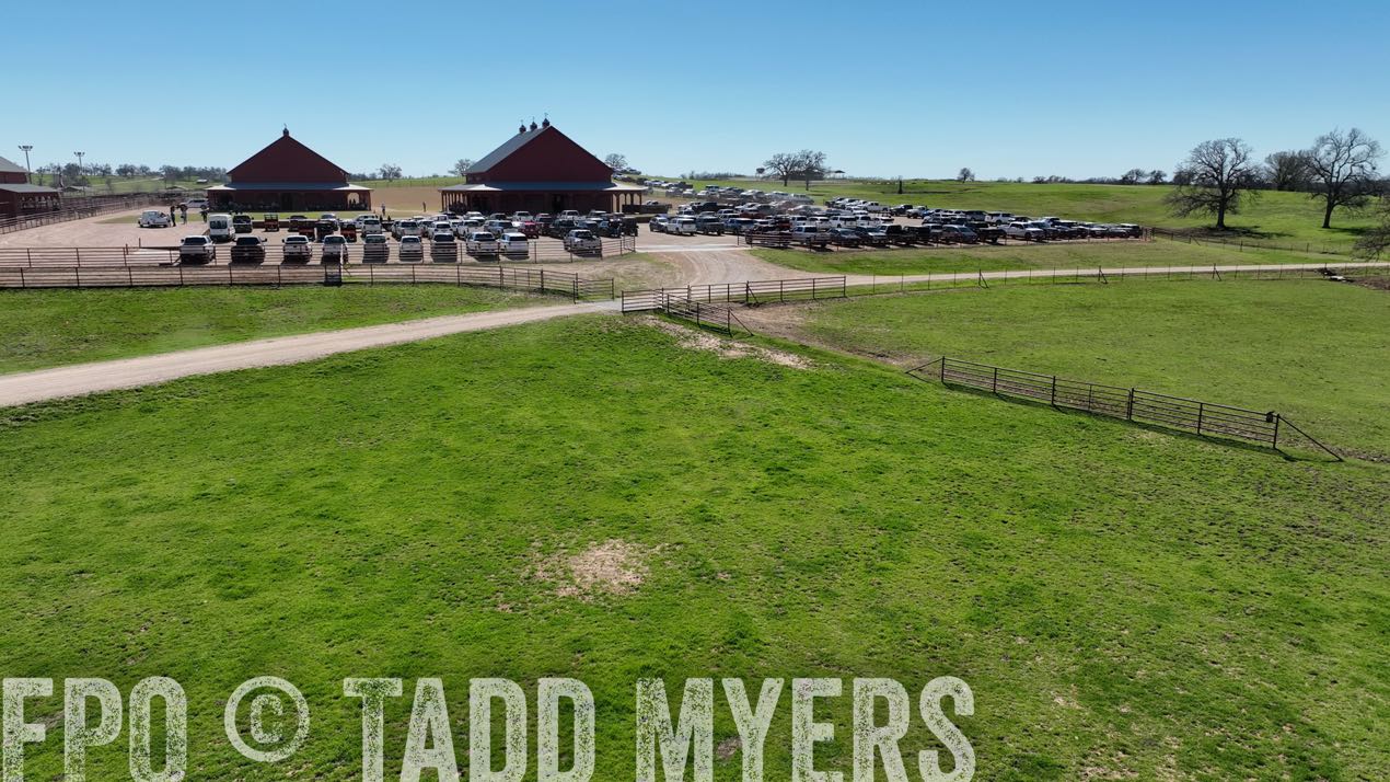 TMyers_SpringBullSale_Cameron_Feb2024-0244