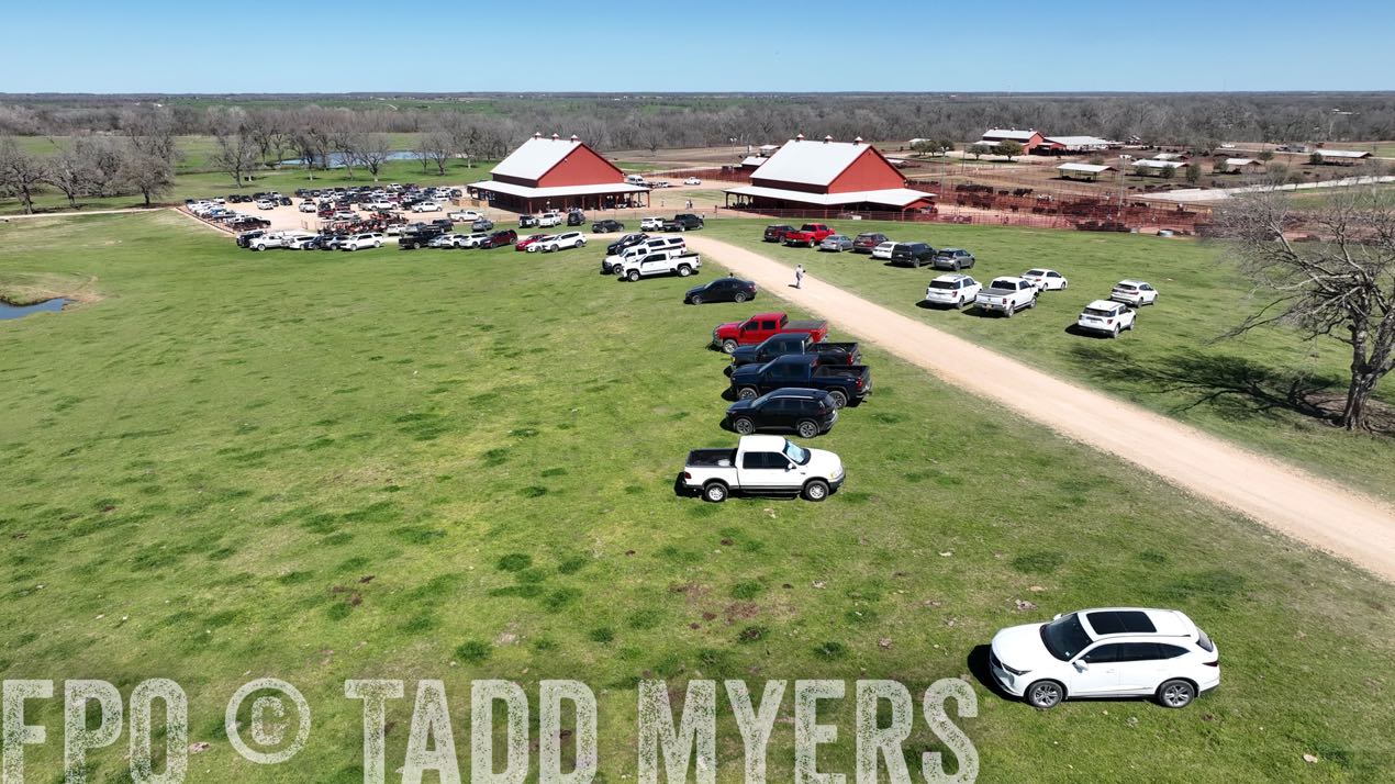 TMyers_SpringBullSale_Cameron_Feb2024-0248