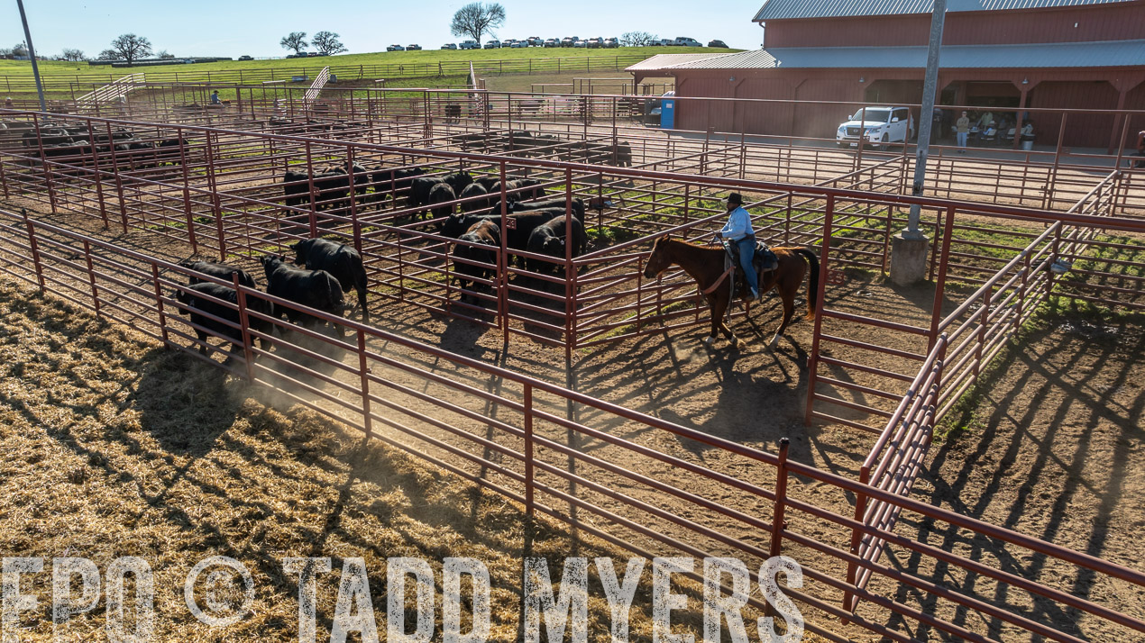 TMyers_SpringBullSale_Cameron_Feb2024-0262