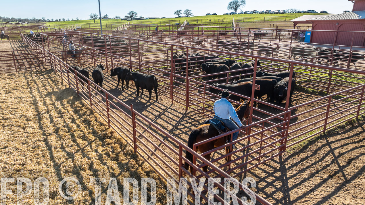 TMyers_SpringBullSale_Cameron_Feb2024-0267