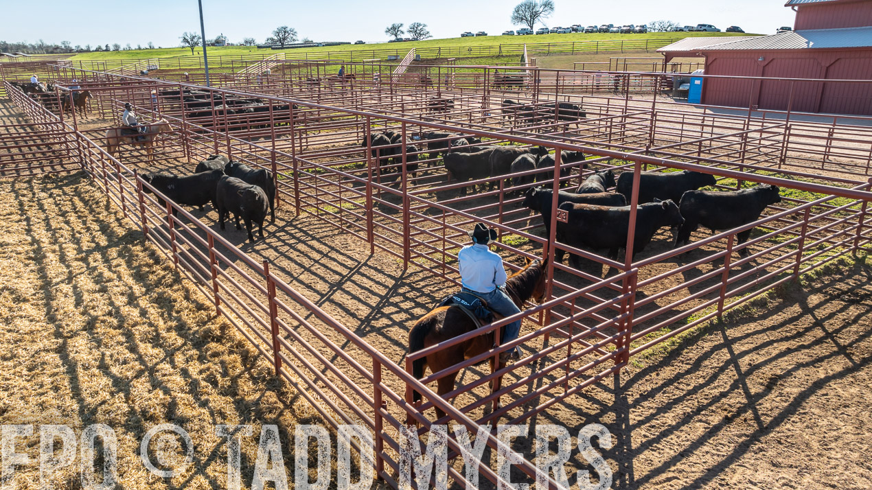 TMyers_SpringBullSale_Cameron_Feb2024-0270