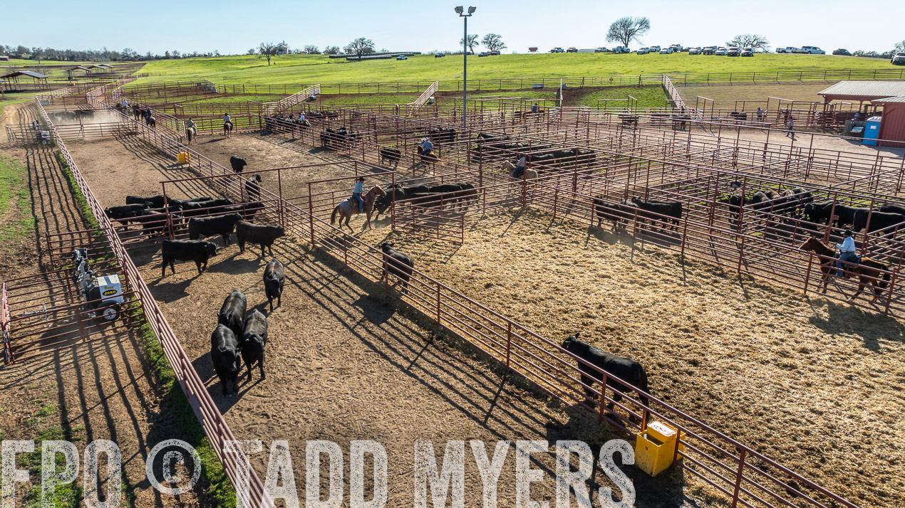 TMyers_SpringBullSale_Cameron_Feb2024-0273