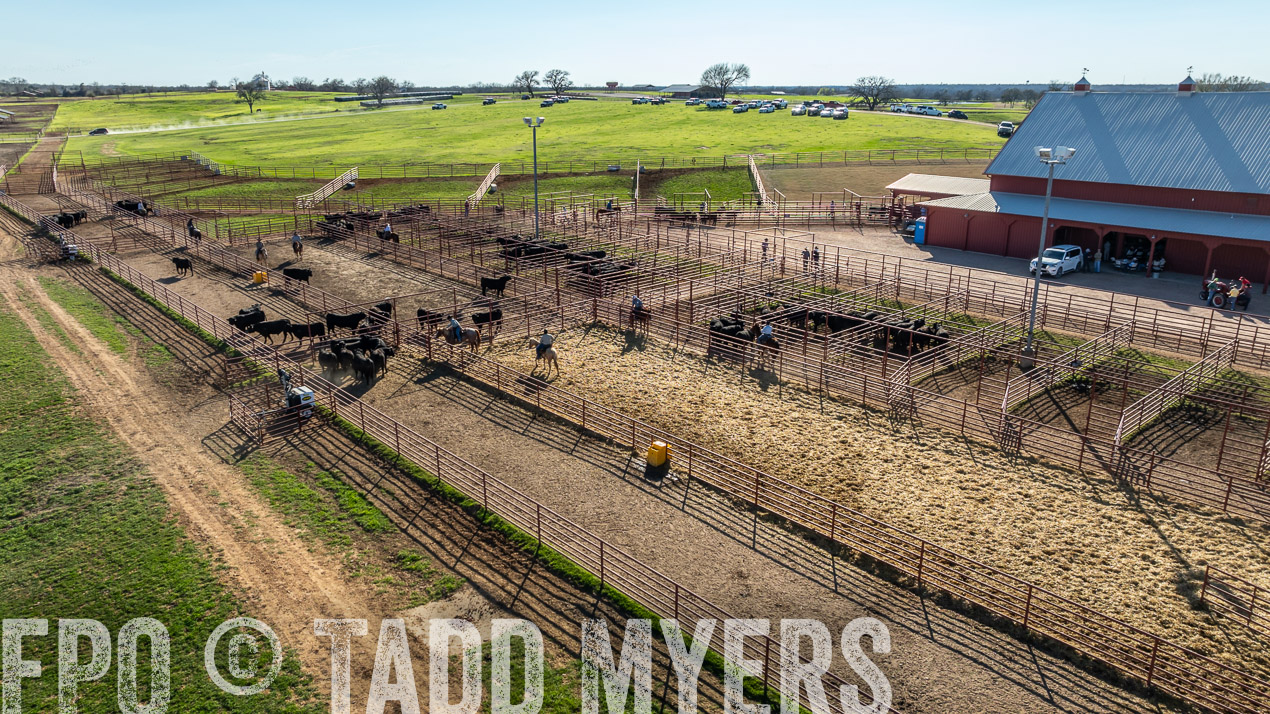 TMyers_SpringBullSale_Cameron_Feb2024-0282