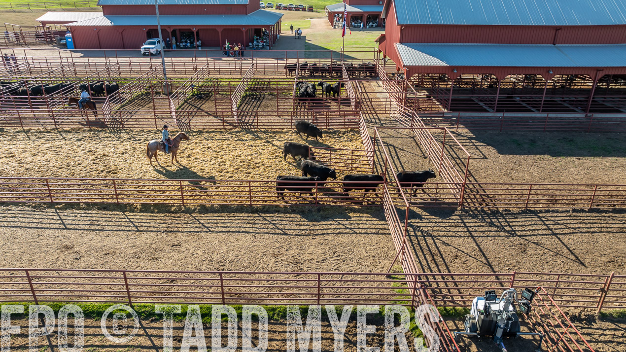 TMyers_SpringBullSale_Cameron_Feb2024-0288