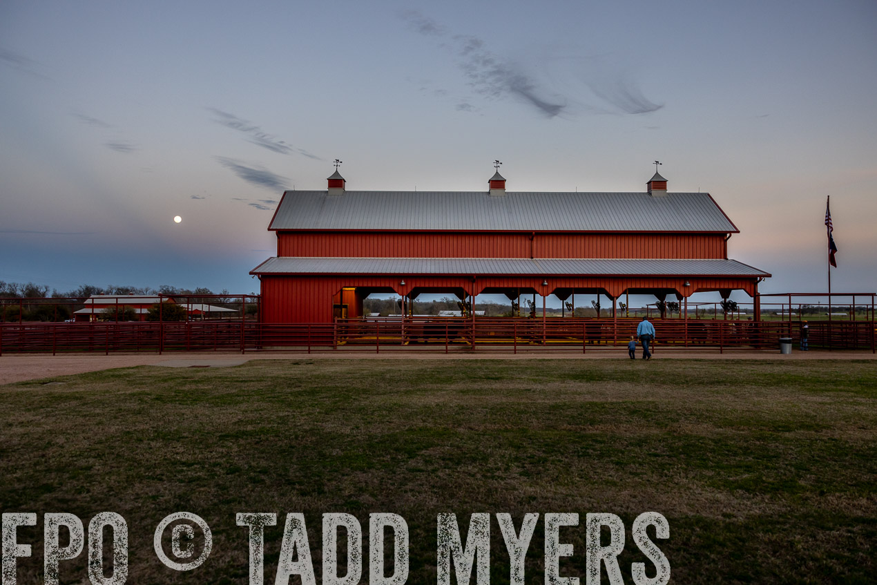 TMyers_SpringBullSale_Cameron_Feb2024-511321