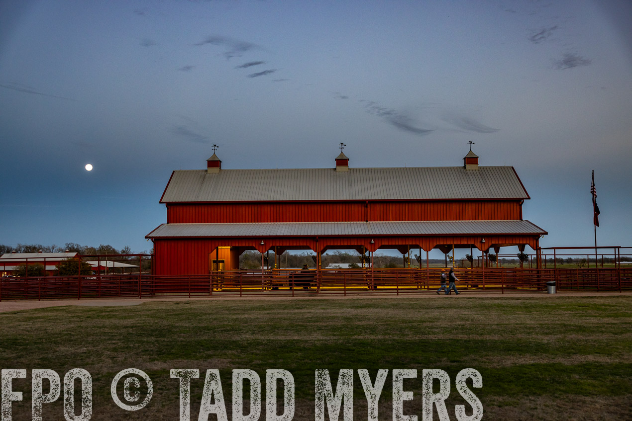 TMyers_SpringBullSale_Cameron_Feb2024-511338