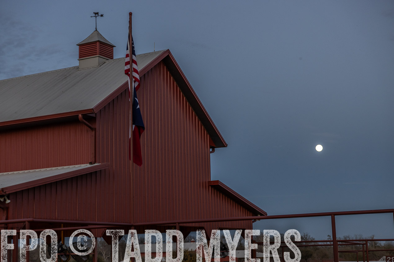 TMyers_SpringBullSale_Cameron_Feb2024-511350
