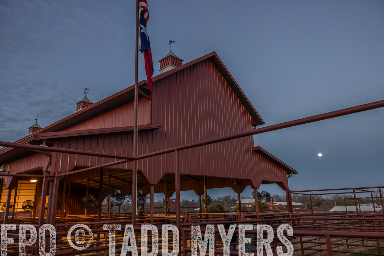 TMyers_SpringBullSale_Cameron_Feb2024-511355