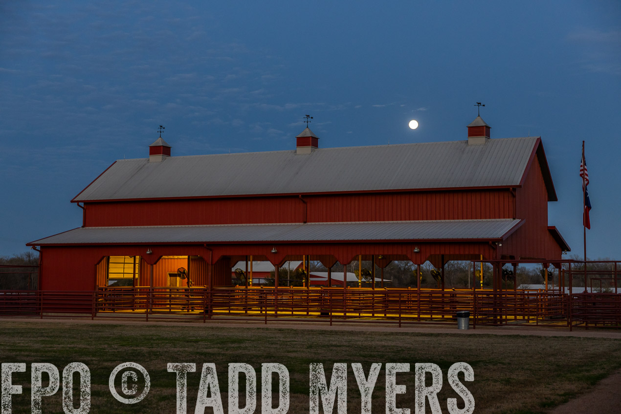 TMyers_SpringBullSale_Cameron_Feb2024-511408