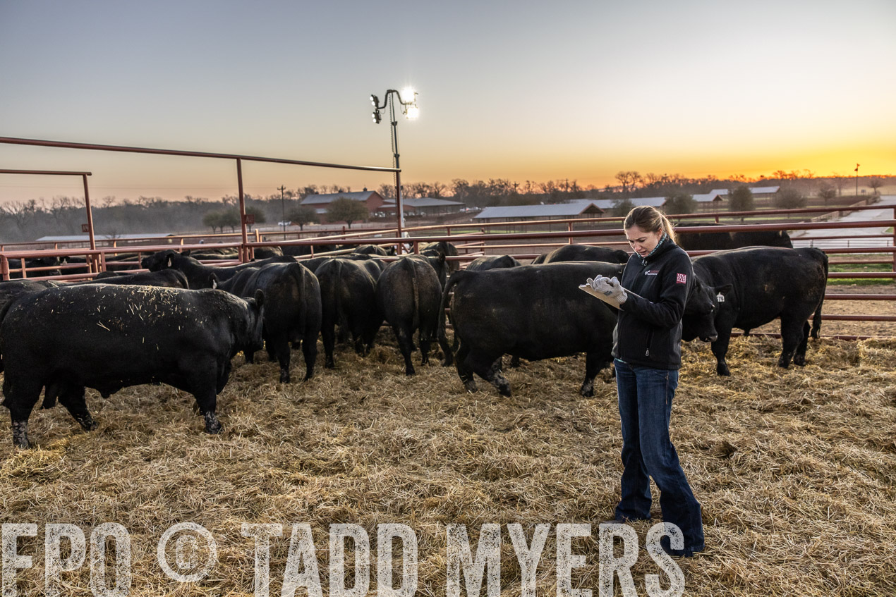 TMyers_SpringBullSale_Cameron_Feb2024-511483