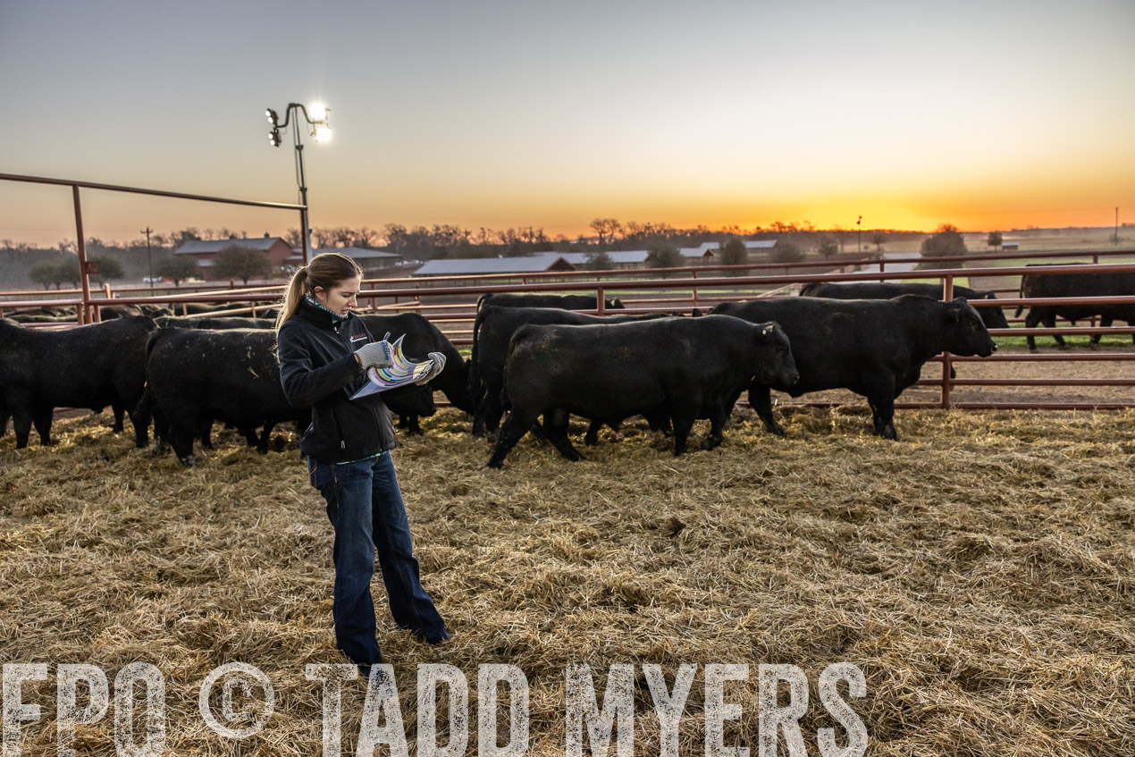 TMyers_SpringBullSale_Cameron_Feb2024-511487