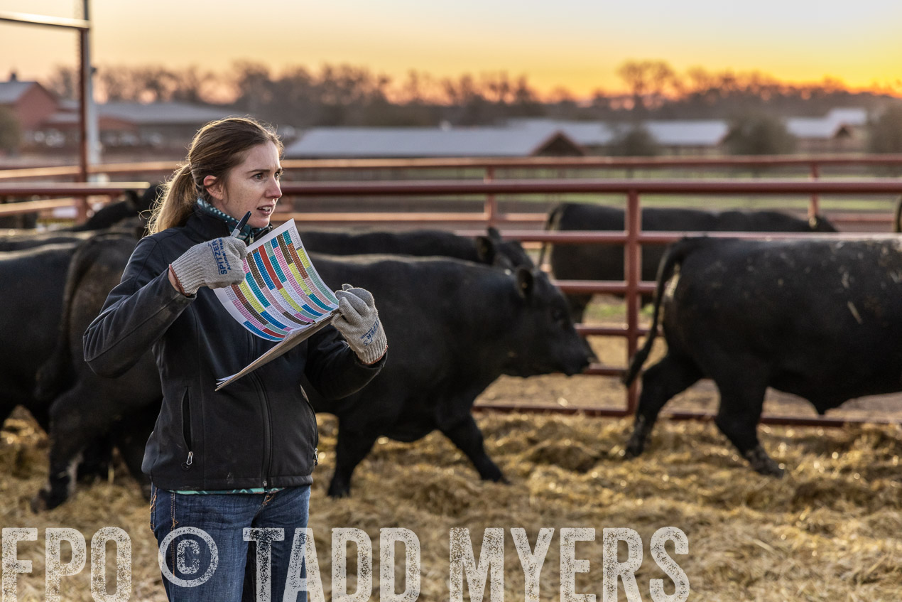 TMyers_SpringBullSale_Cameron_Feb2024-511493