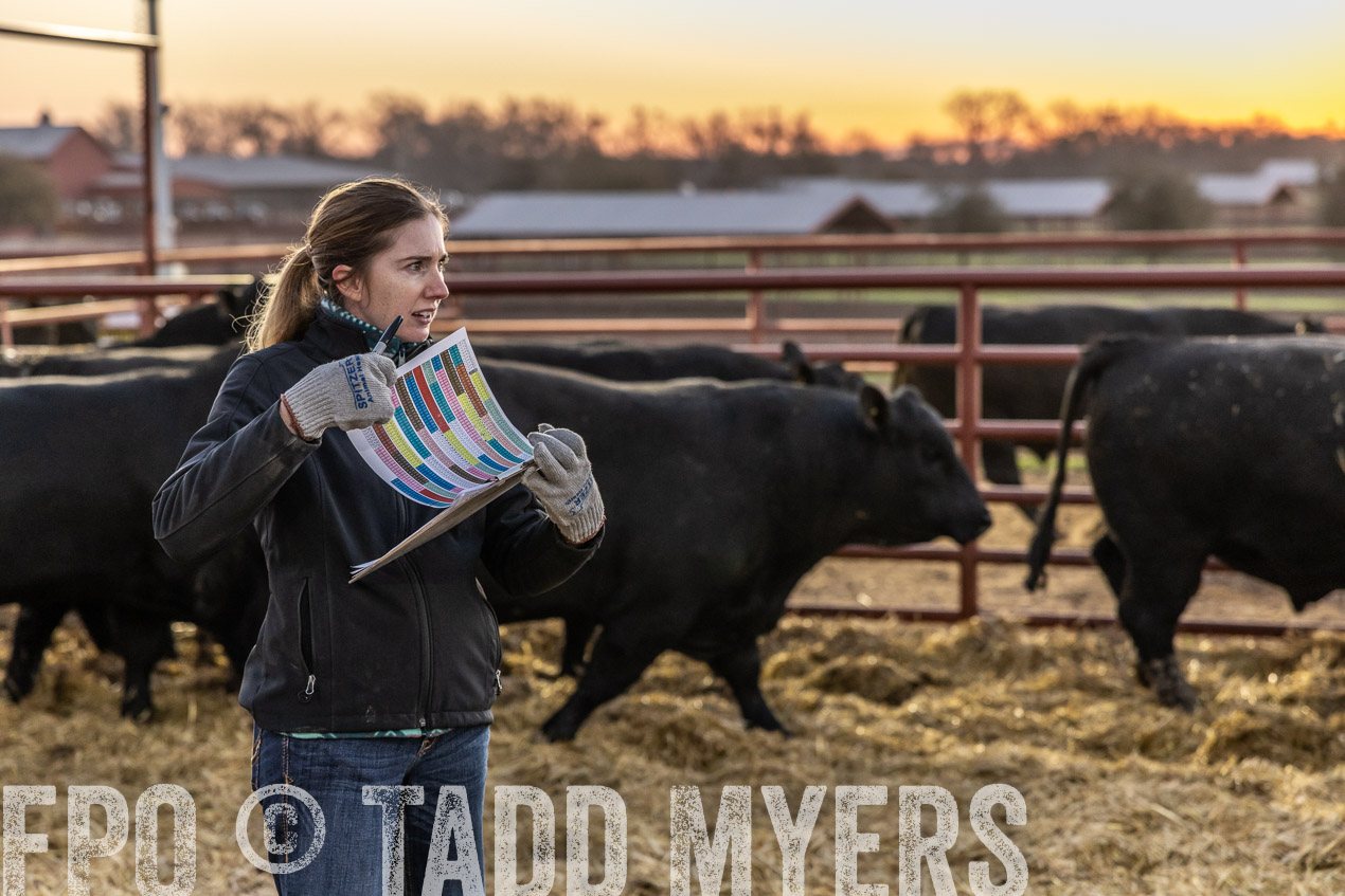 TMyers_SpringBullSale_Cameron_Feb2024-511494