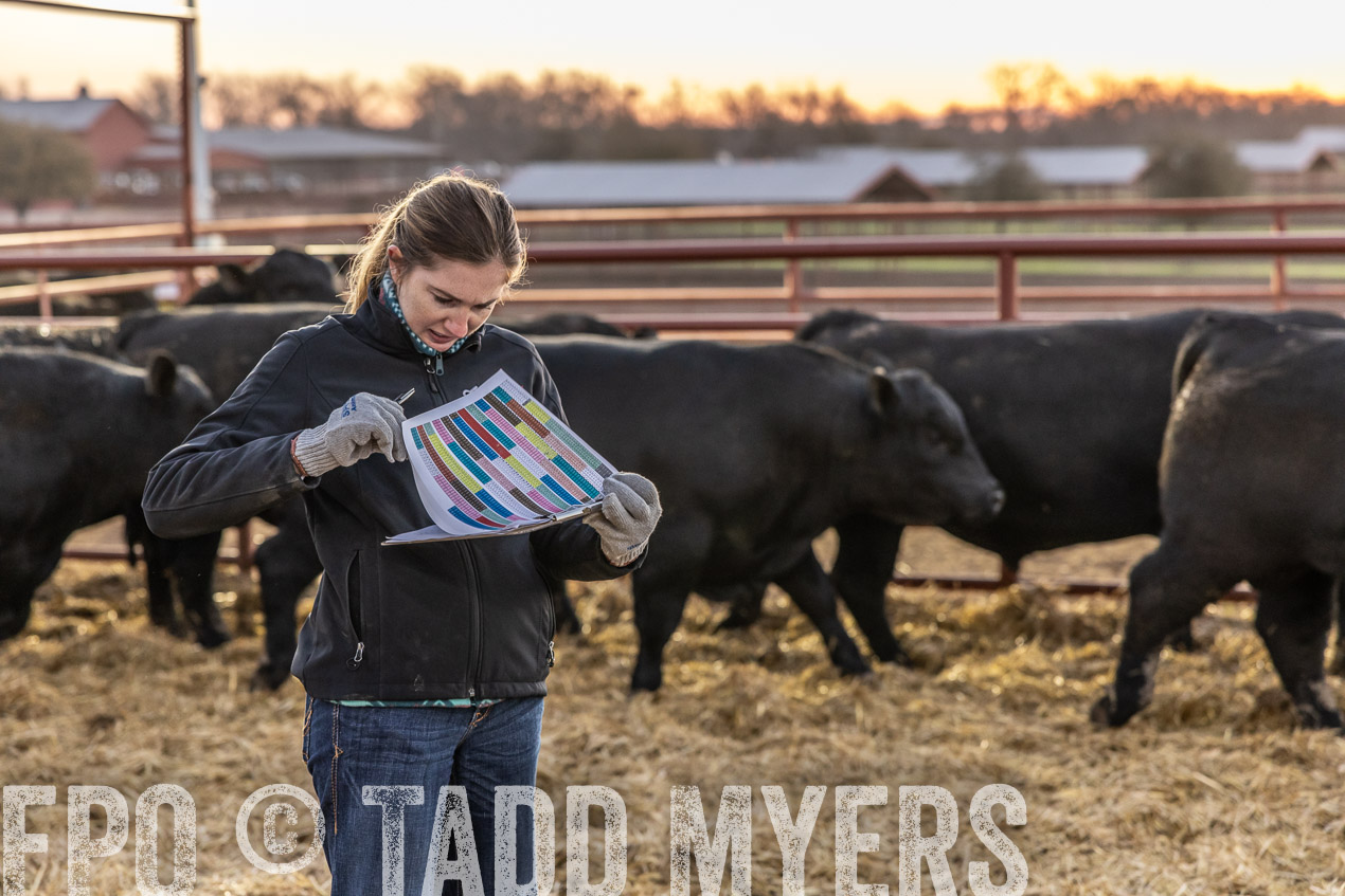 TMyers_SpringBullSale_Cameron_Feb2024-511499