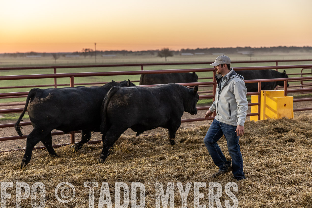 TMyers_SpringBullSale_Cameron_Feb2024-511504