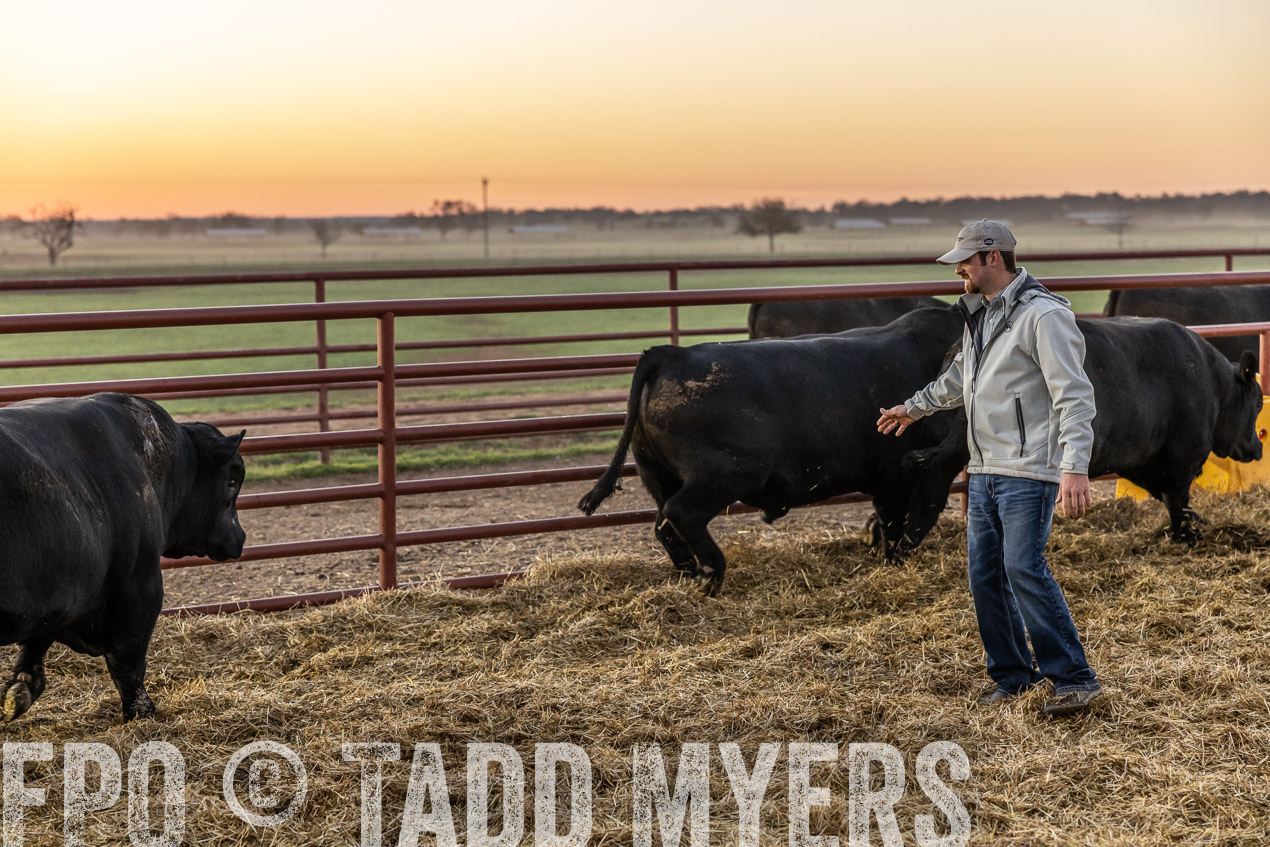 TMyers_SpringBullSale_Cameron_Feb2024-511507