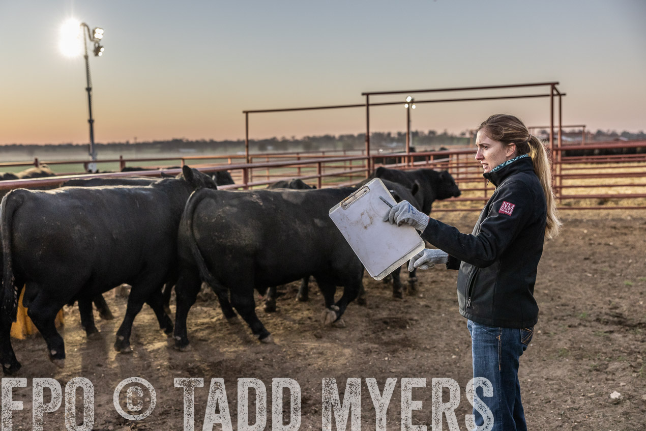 TMyers_SpringBullSale_Cameron_Feb2024-511545