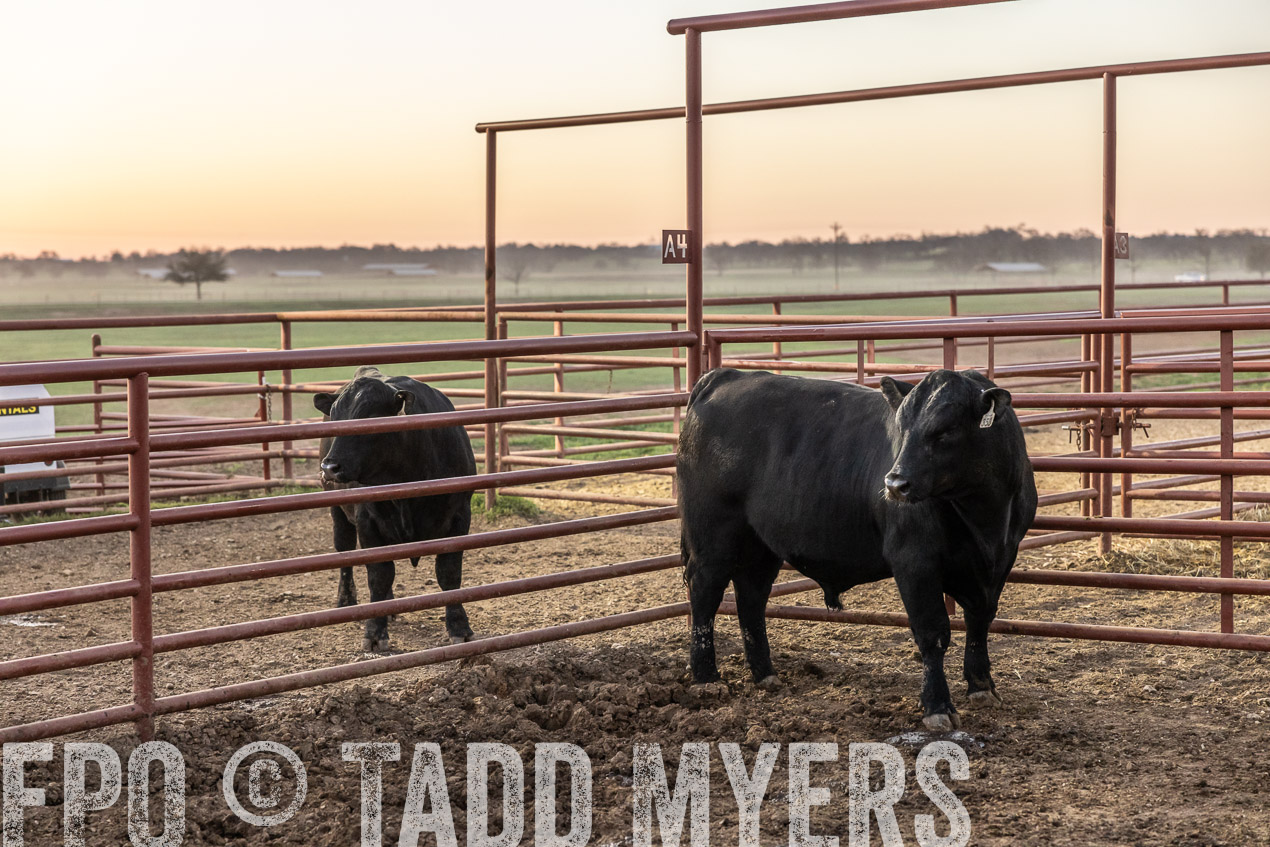 TMyers_SpringBullSale_Cameron_Feb2024-511577