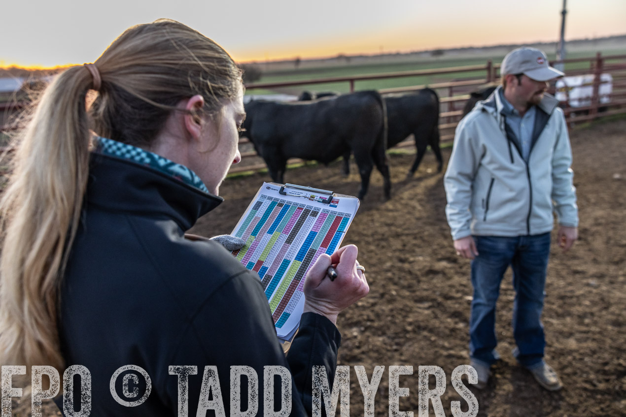TMyers_SpringBullSale_Cameron_Feb2024-511583