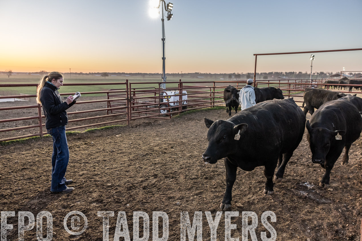 TMyers_SpringBullSale_Cameron_Feb2024-511612