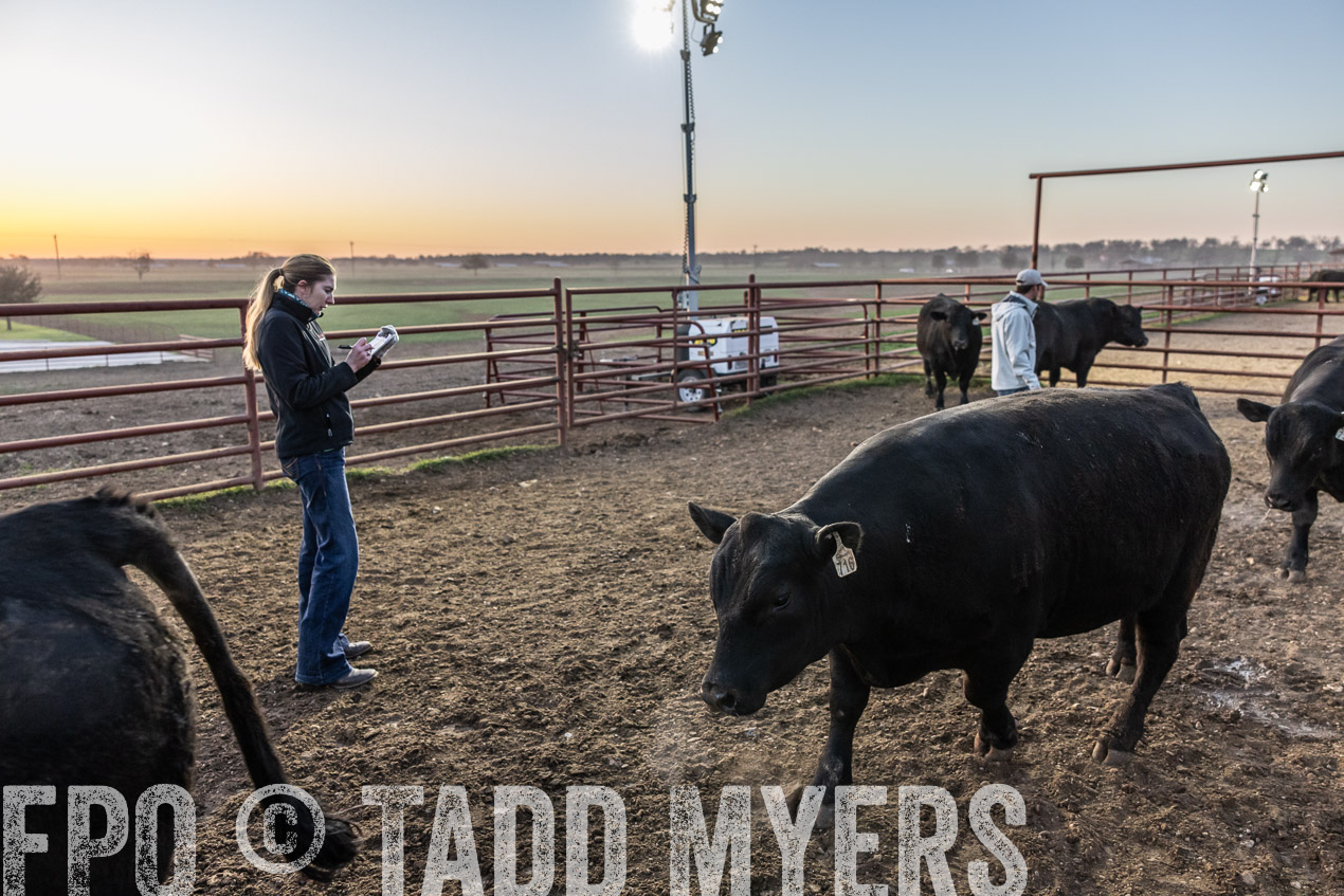 TMyers_SpringBullSale_Cameron_Feb2024-511615
