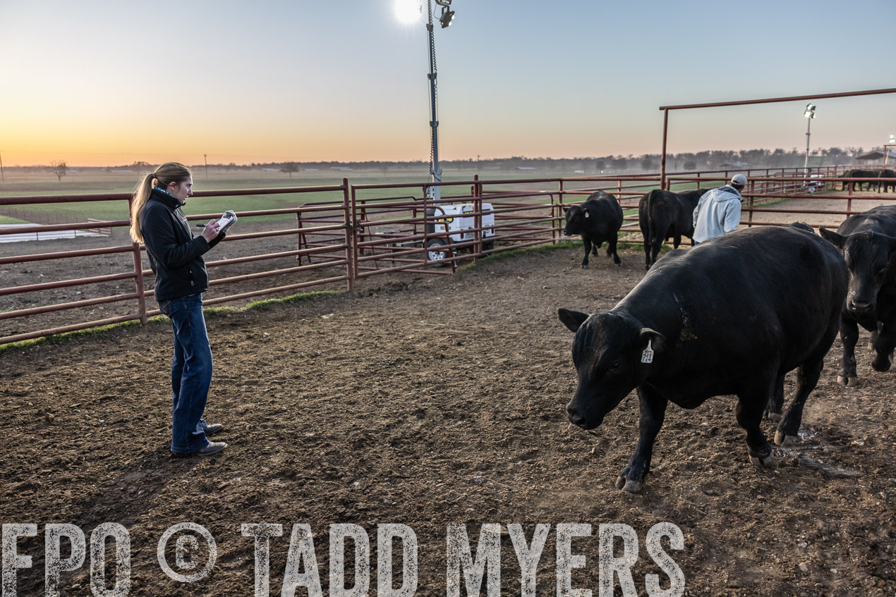 TMyers_SpringBullSale_Cameron_Feb2024-511619