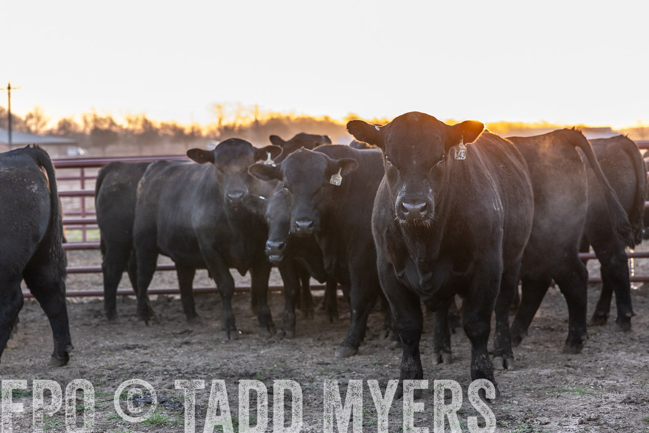 TMyers_SpringBullSale_Cameron_Feb2024-511633