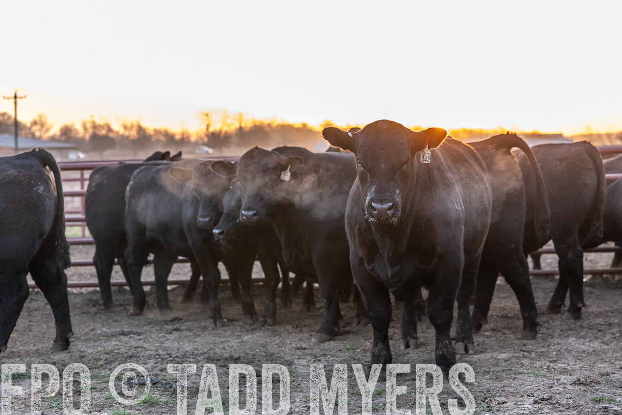 TMyers_SpringBullSale_Cameron_Feb2024-511636