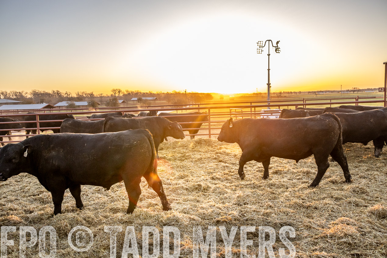 TMyers_SpringBullSale_Cameron_Feb2024-511644