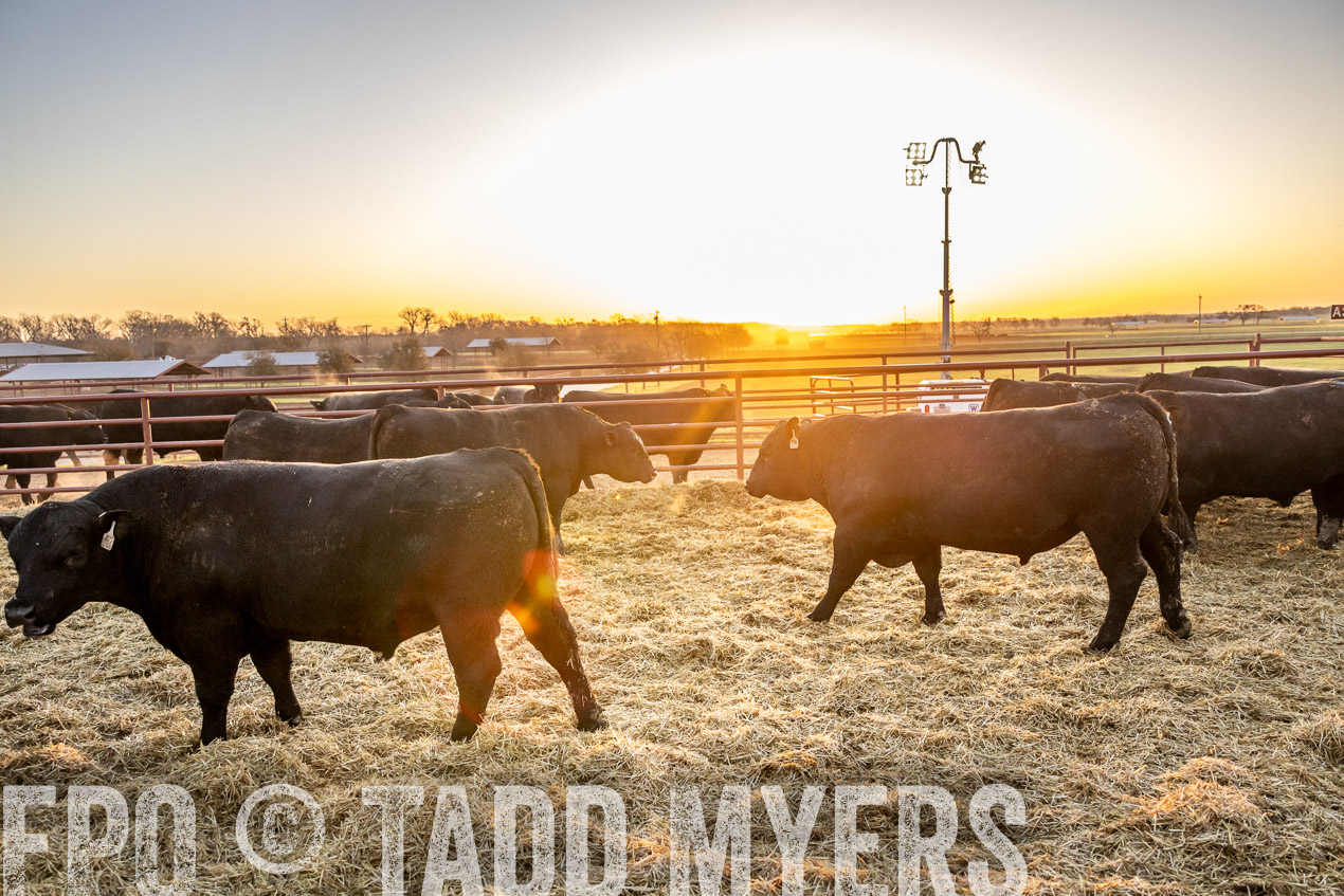TMyers_SpringBullSale_Cameron_Feb2024-511645