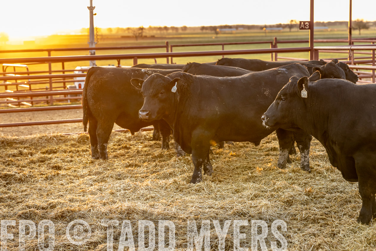 TMyers_SpringBullSale_Cameron_Feb2024-511649