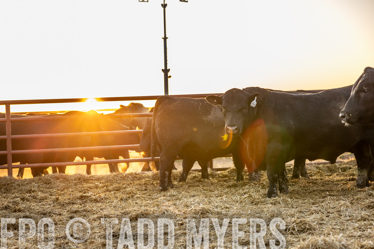 TMyers_SpringBullSale_Cameron_Feb2024-511655