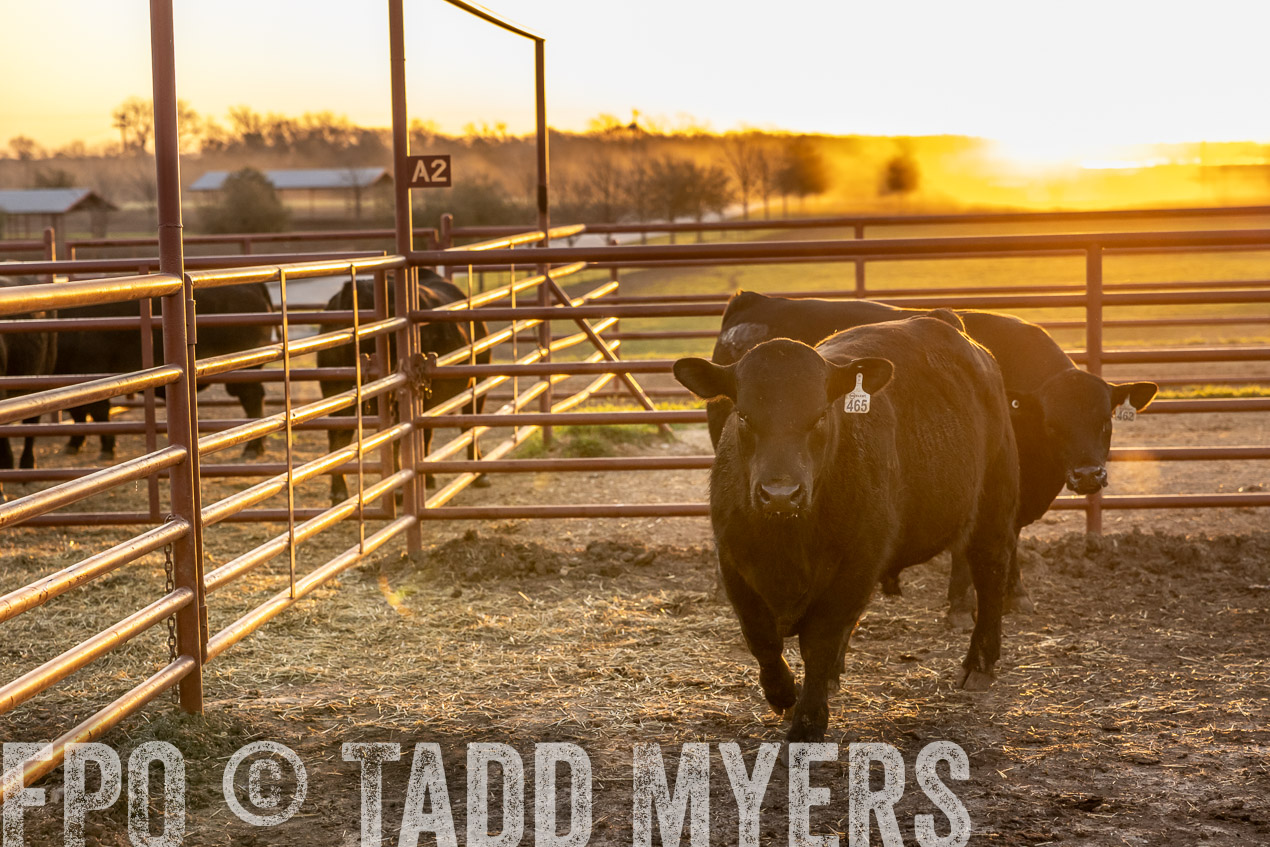 TMyers_SpringBullSale_Cameron_Feb2024-511666